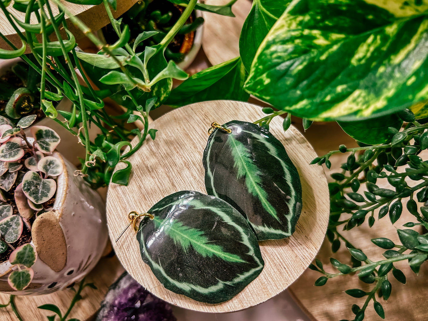 Calathea Roseopicta ‘Medallion’