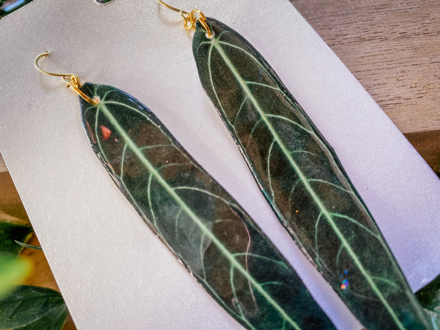 Anthurium Warocqueanum “Queen Anthurium”