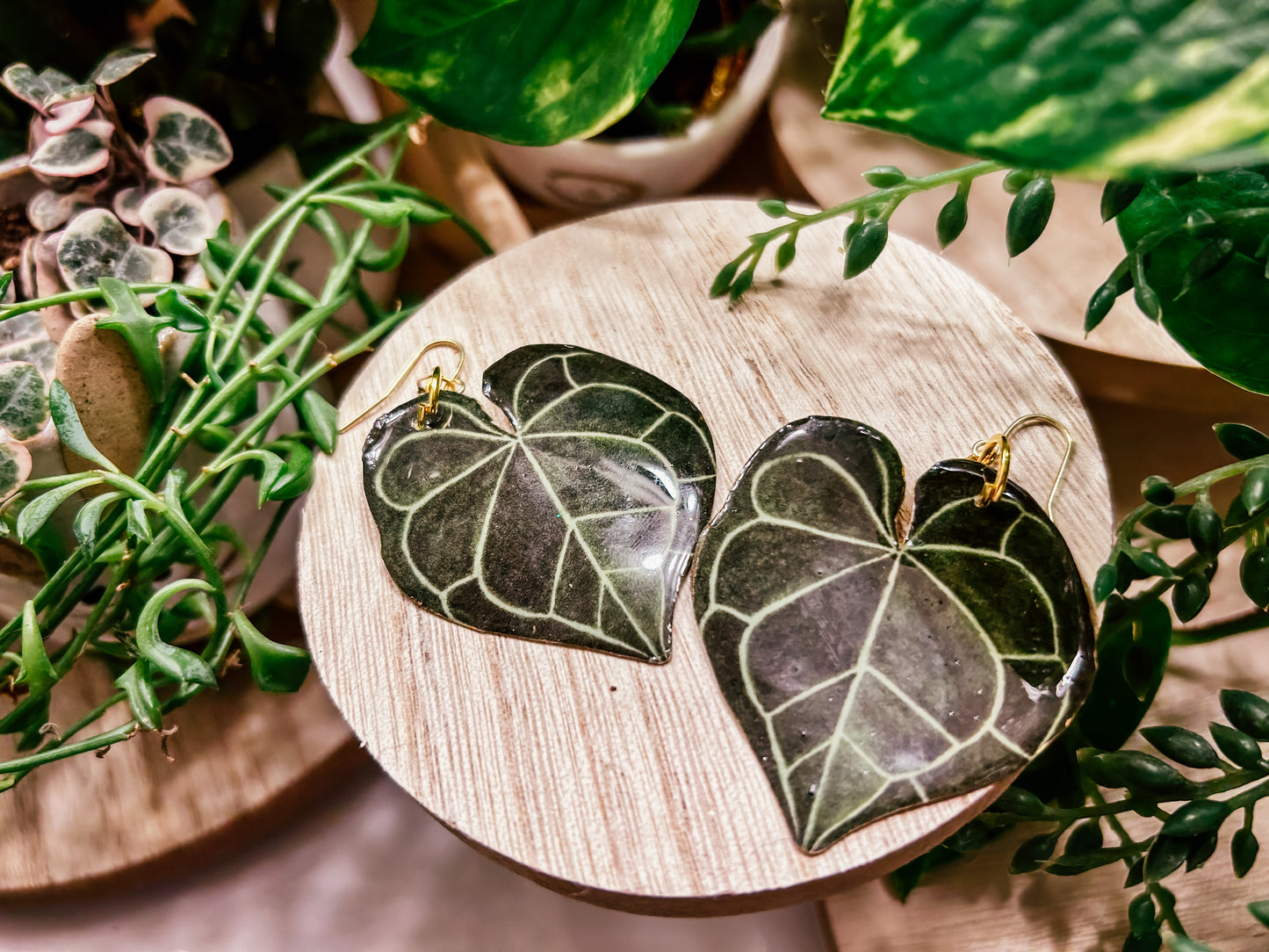 Anthurium Clarinervium