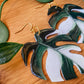 Monstera Deliciosa ‘Albo Variegata’