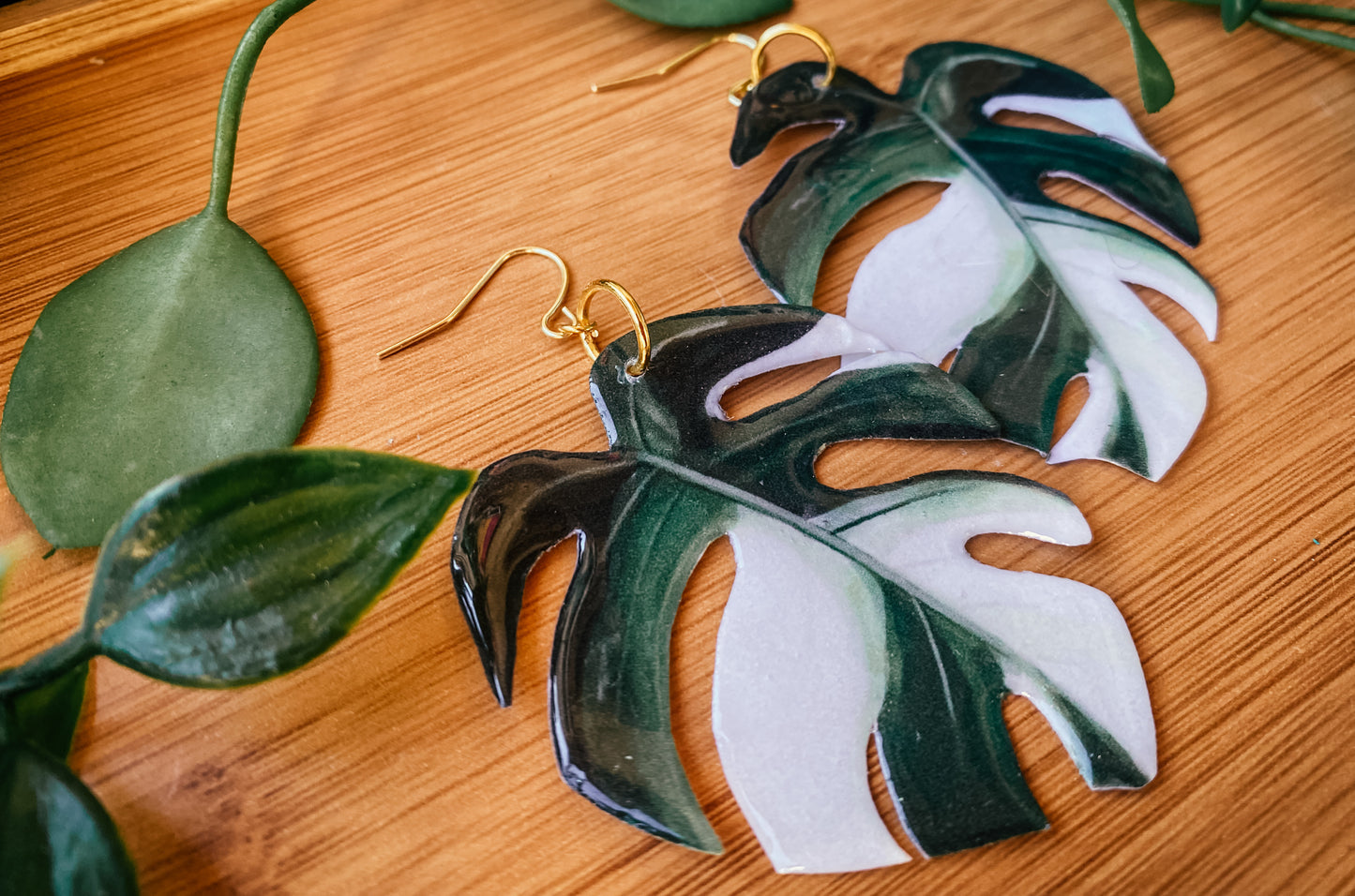 Monstera Deliciosa ‘Albo Variegata’