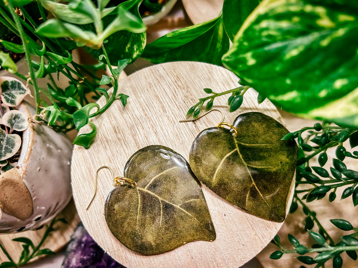 Heart-leaf Philodendron