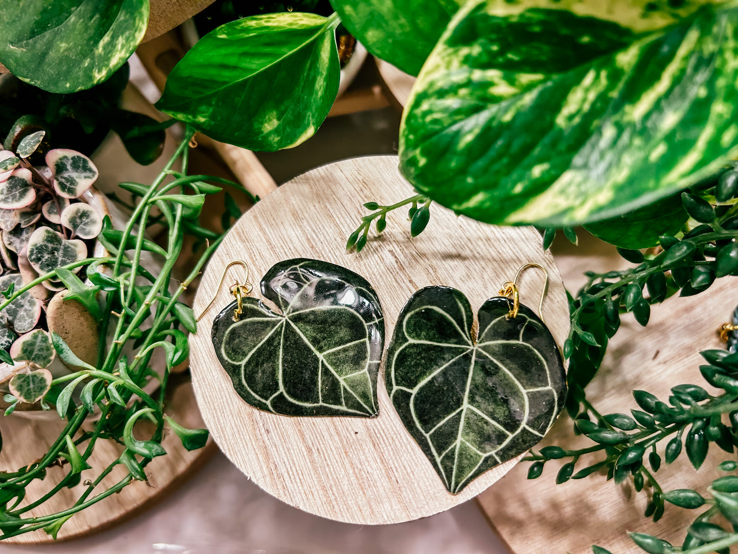 Anthurium Clarinervium