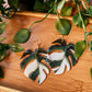 Monstera Deliciosa ‘Albo Variegata’