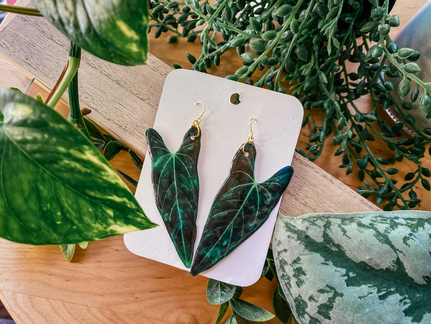 Anthurium 'Dark Mama' Hybrid