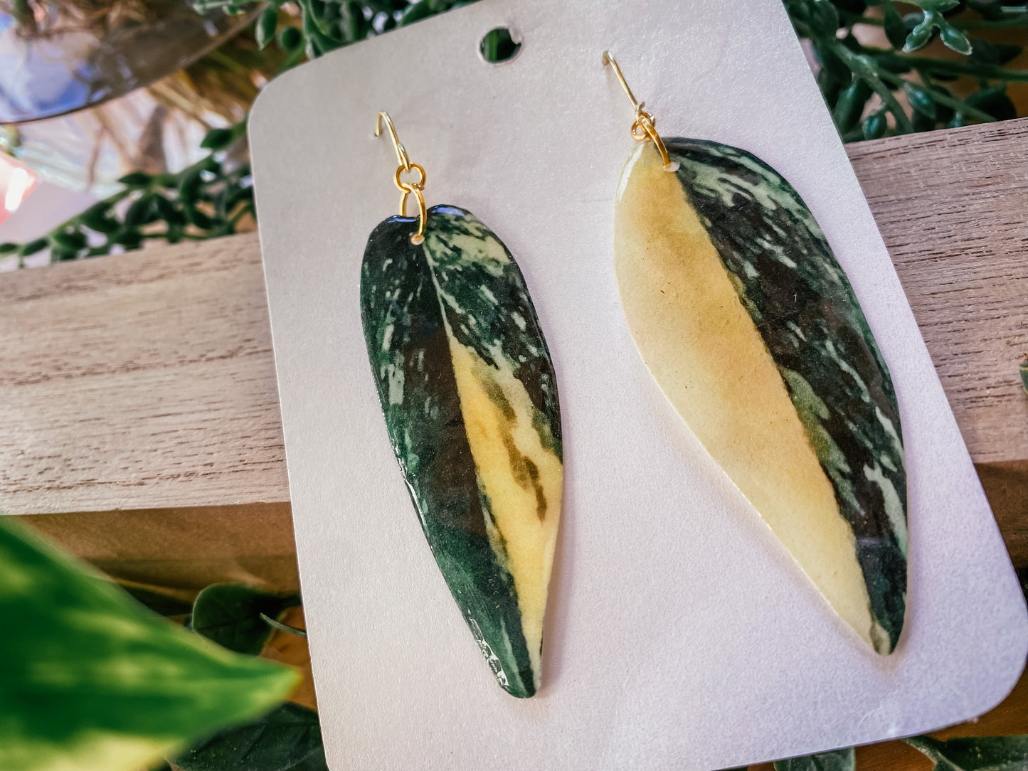 Monstera Standleyana Variegata Aurea