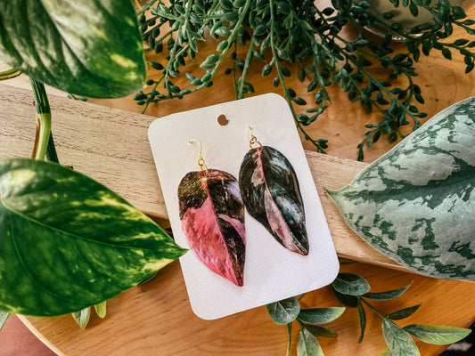 Pink Princess Philodendron 'Black Cherry'