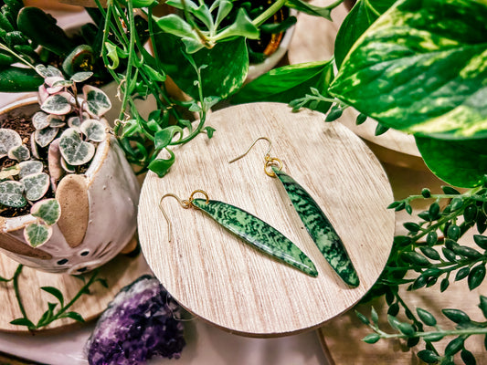 Sansevieria Zeylanica