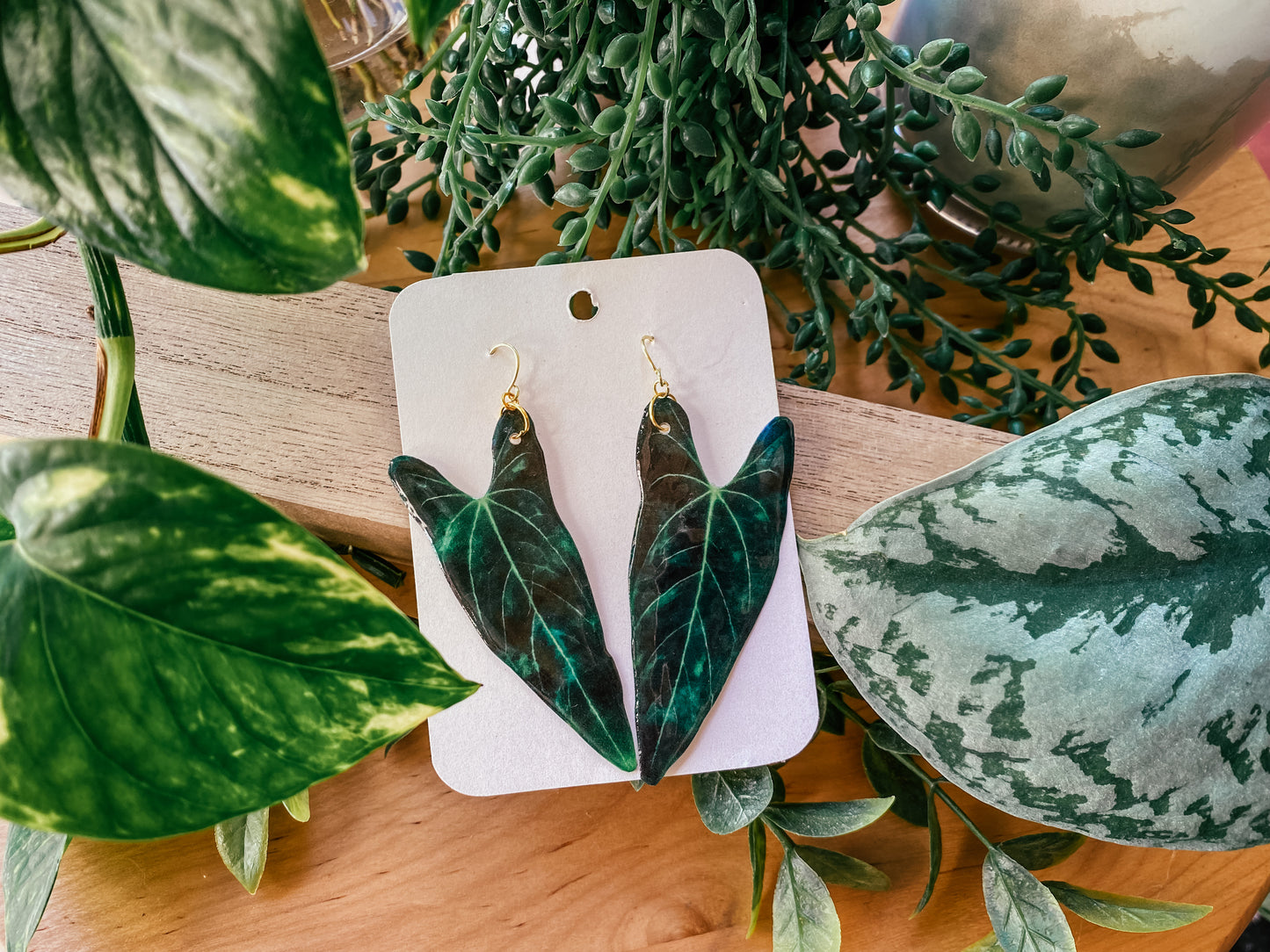 Anthurium 'Dark Mama' Hybrid