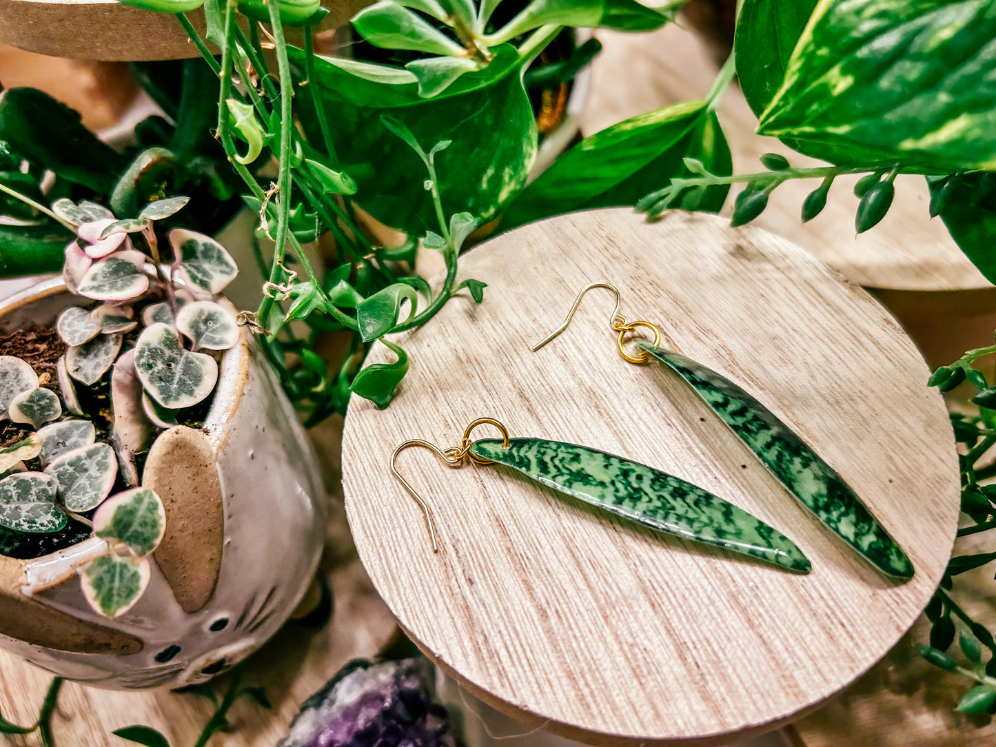 Sansevieria Zeylanica