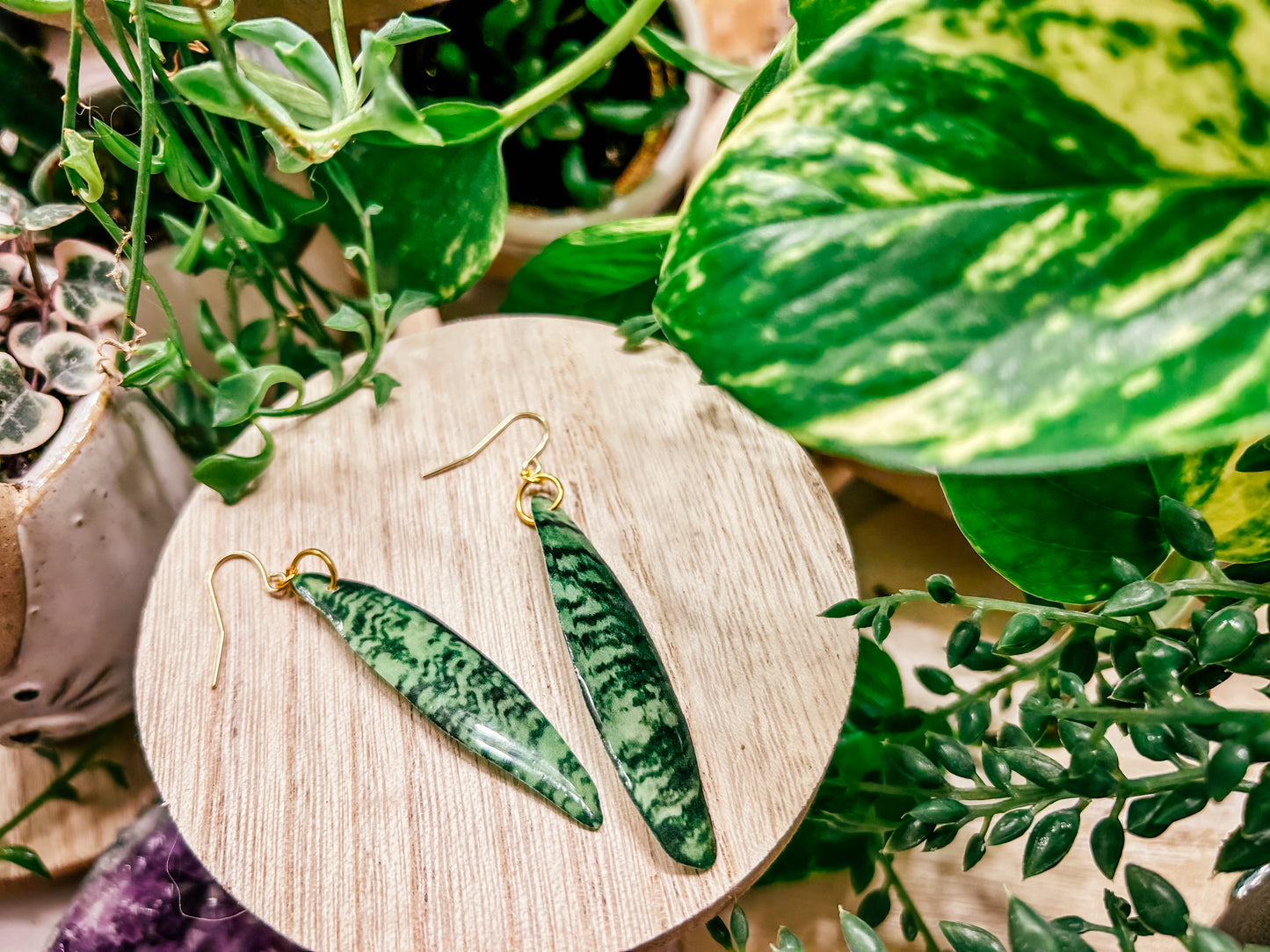 Sansevieria Zeylanica