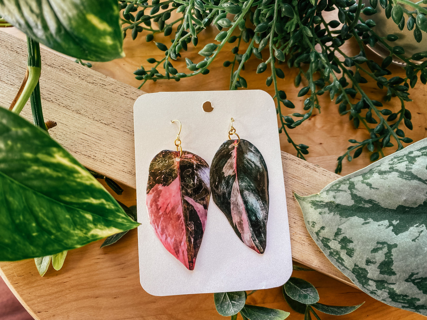 Pink Princess Philodendron 'Black Cherry'
