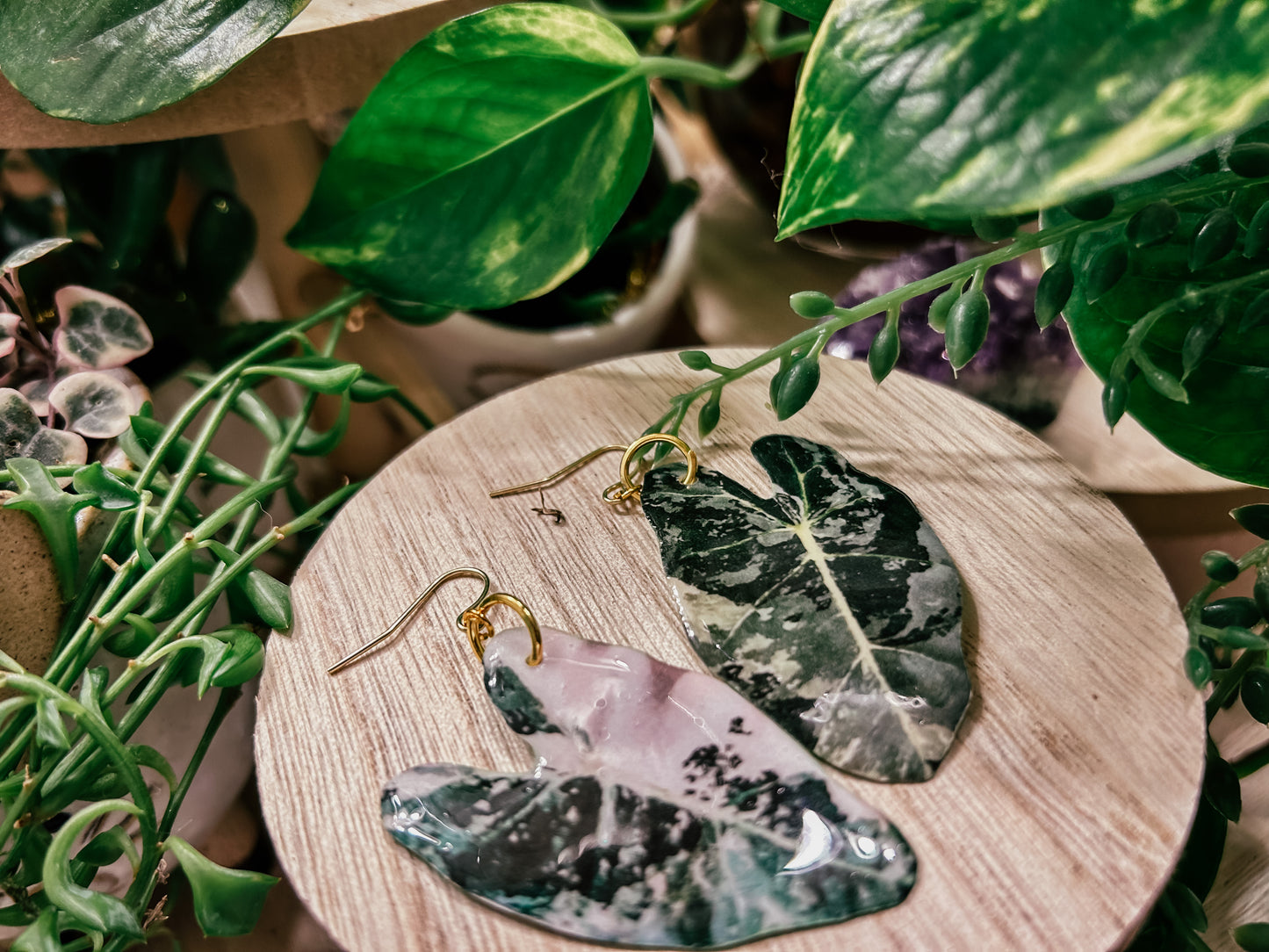 Variegated Alocasia Frydek