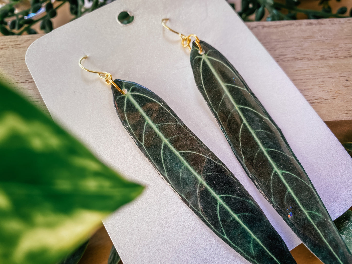 Anthurium Warocqueanum “Queen Anthurium”