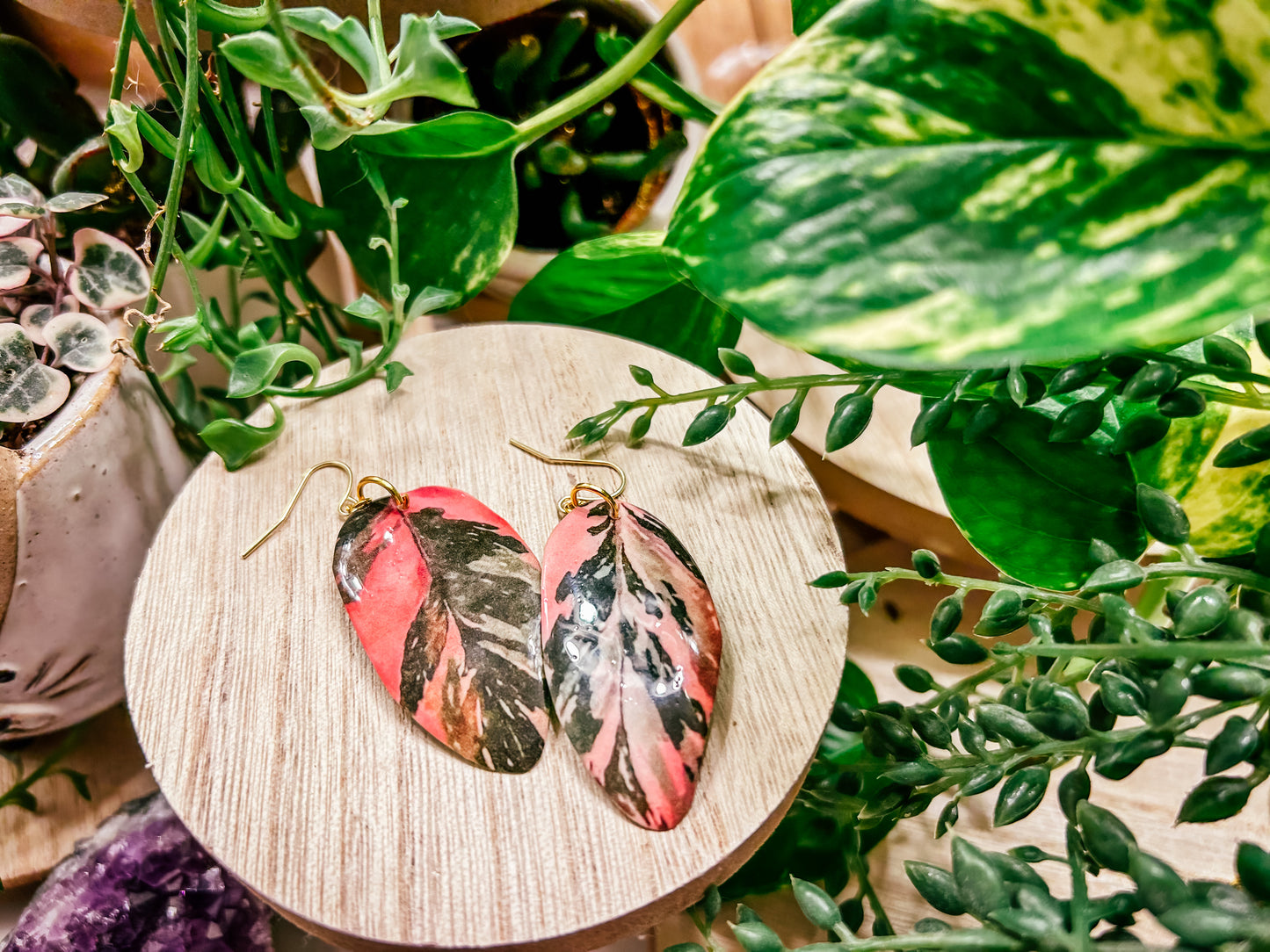 Philodendron Marble Pink Princess