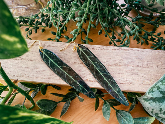 Anthurium Warocqueanum “Queen Anthurium”