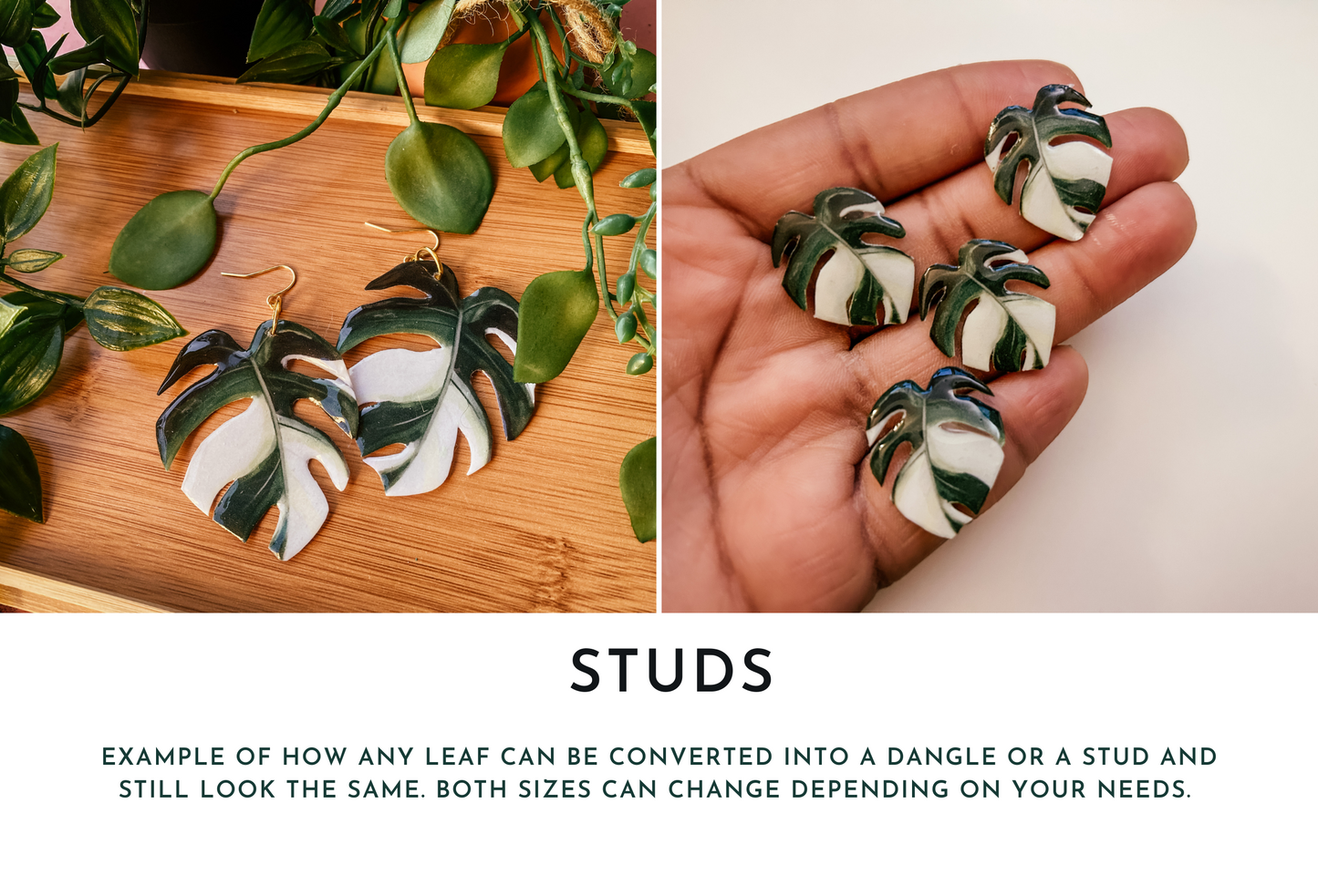 Variegated Philodendron Billietiae