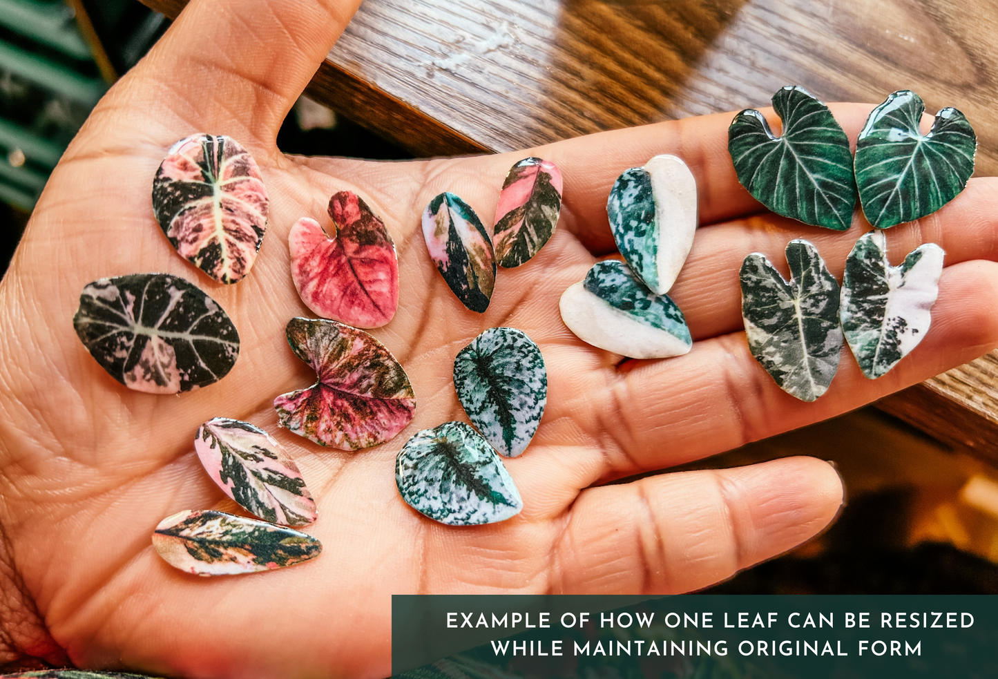 Caladium Leaf Mismatch